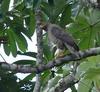 Roadside Hawk (Buteo magnirostris) - Wiki