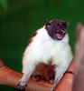 Pied Tamarin (Saguinus bicolor) - Wiki