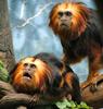 Golden-headed Lion Tamarin (Leontopithecus chrysomelas)