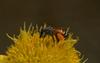 Dwarf Honeybee (Apis florea) - Wiki