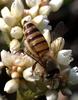 Eastern Honey Bee (Apis cerana) - Wiki