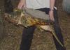 Alligator Snapping Turtle (Macrochelys temminckii) - Wiki