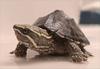 Common Musk Turtle (Sternotherus odoratus) - Wiki