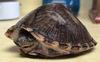 Razorback Musk Turtle (Sternotherus carinatus) - Wiki