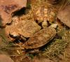 Pancake Tortoise (Malacochersus tornieri) - Wiki
