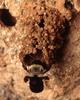 Mustached mud bee, Anthophora abrupta