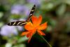 Zebra Longwing Butterfly (Heliconius charithonia) - Wiki