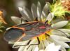 Boxelder Bug (Boisea trivittata) - Wiki