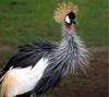 Grey Crowned Crane (Balearica regulorum) - Wiki