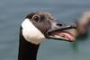 Canada Goose (Branta canadensis) - Wiki
