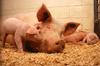 Domestic Pig (Sus scrofa domestica) - Wiki