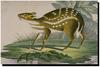 Water Chevrotain (Hyemoschus aquaticus) - Wiki