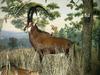 Giant Sable Antelope (Hippotragus niger variani) - Wiki