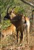 Roan Antelope (Hippotragus equinus) - Wiki