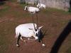 Arabian Oryx (Oryx leucoryx) - Wiki