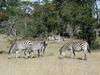 Plains Zebra (Equus quagga) - Wiki