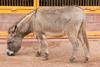 Donkey (Equus asinus) - Wiki