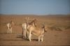 Mongolian Wild Ass (Equus hemionus hemionus) - Wiki