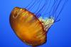 Jellyfish (Class: Scyphozoa) - Wiki
