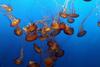 Sea Nettle Jellyfish (Chrysaora quinquecirrha) - Wiki