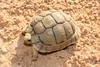 Egyptian or Kleinmann's Tortoise (Testudo kleinmanni) - Wiki