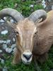 Barbary Sheep (Ammotragus lervia) - Wiki