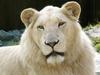 White Lion (Panthera leo) - Wiki