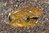 False Tomato Frog (Dyscophus guineti) - Wiki
