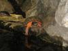 Wood Turtle (Glyptemys insculpta) by water