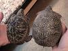 Western Box Turtle (Terrapene ornata) - Wiki