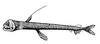 Viperfish (Family: Stomiidae, Genus: Chauliodus) - Wiki