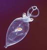 Glass Squid (Family: Cranchiidae) - Wiki