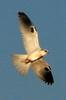 White-tailed Kite (Elanus leucurus) - Wiki