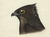 Bat Hawk (Macheiramphus alcinus) - Wiki