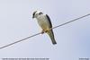 Pearl Kite (Gampsonyx swainsonii) - Wiki