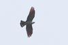 Plumbeous Kite (Ictinia plumbea) - Wiki