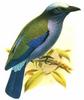 Purple-winged Roller (Coracias temminckii) - Wiki