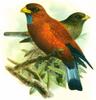 Blue-throated Roller (Eurystomus gularis) - Wiki