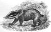 Hog Badger (Arctonyx collaris) - Wiki