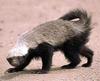 Ratel, Honey Badger (Mellivora capensis) - Wiki