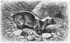 Javan Stink Badger (Mydaus javanensis) - Wiki