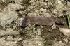 Weasel (Family: Mustelidae, Genus Mustela) - Wiki