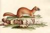 Siberian Weasel (Mustela sibirica)