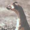 Colombian Weasel (Mustela felipei) - Wiki