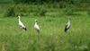 Asian Openbill Stork (Anastomus oscitans) - Wiki