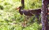 Black Stork (Ciconia nigra) - Wiki