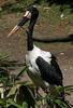 Saddle-billed Stork (Ephippiorhynchus senegalensis) - Wiki