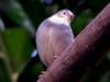 Red-billed Starling (Sturnus sericeus) - Wiki
