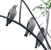 Purple-backed Starling (Sturnus sturninus) - Wiki