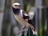 Black-collared Starling (Sturnus nigricollis) - Wiki